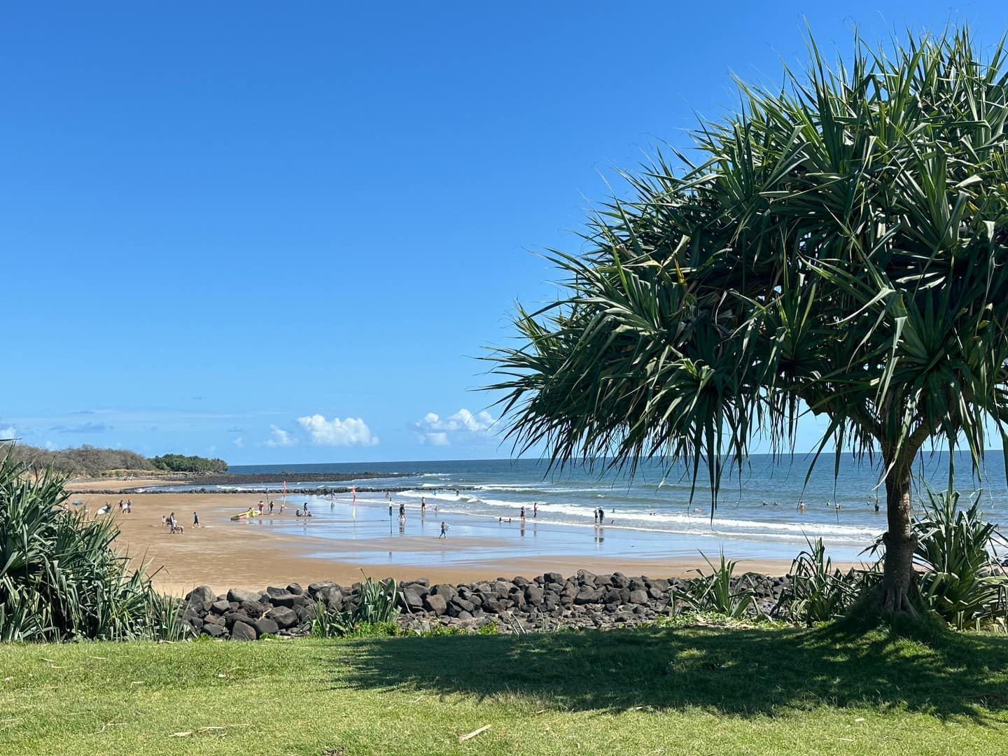 Swimmers in the shallows at Kellys Beach, framed by a pandanus on the grassed foreshore